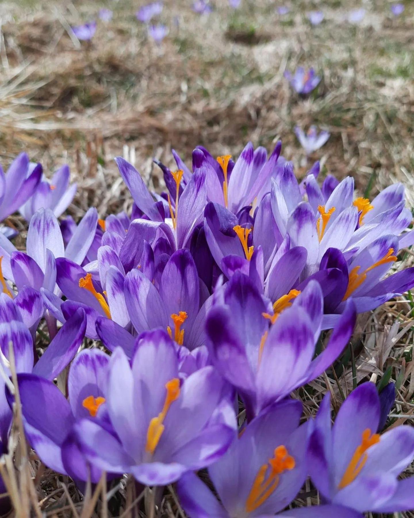 Goralska Chata Przy Dolinie Chocholowskiej Витув Экстерьер фото